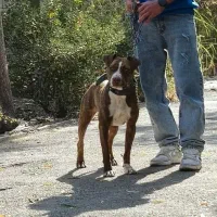 واگذاری پیتبول ماده ۱۱ ماهه|سگ|هشتگرد, تهران دشت|دیوار