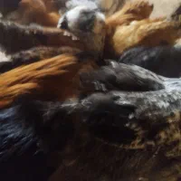 مرغ دم تخم جوان|حیوانات مزرعه|شاهینشهر, بانک استان|دیوار