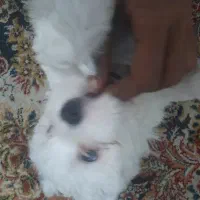 توله سگ خاهر برادر باهم