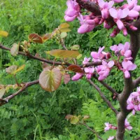 نهال ارغوان|گل و گیاه طبیعی|اصفهان, ارداجی|دیوار