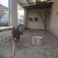 فروشتوله۹ماههسگشیانلو|سگ|گلمکان, |دیوار