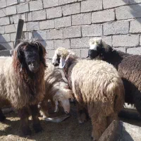 بره نر/قوچ/کوهه قوچ فروشی|حیوانات مزرعه|شیراز, بید زرد|دیوار