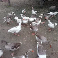 غاز سالم و سرحال