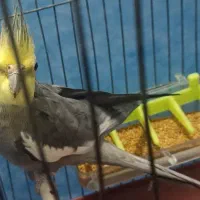 عروس هلندی نر