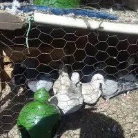 پلاکی‌‌وسرور|پرنده|اصفهان, شهرک زاینده رود|دیوار