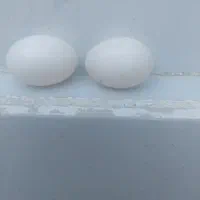 تخم کفترتوافقی ۱۰عدد
