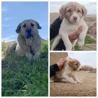 توله ماده پژدر