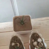 گل پاندانوس بزرگ|گل و گیاه طبیعی|اردکان, |دیوار