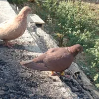 جفت گلی