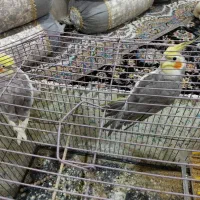 فروش یک جفت عروس هلندی نروماده