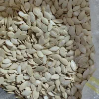 تخمه کدو|عمده‌فروشی|اقلید, |دیوار