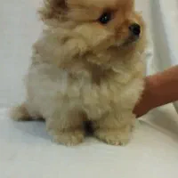 پامر|سگ|رشت, کوی مهر|دیوار