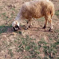 گوسفند آس توقلی لنگه دوقلو هنوز قوچ نخورده