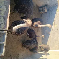 فروش شترمرغ پروار|حیوانات مزرعه|الیگودرز, |دیوار