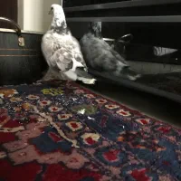 کفتر چیل|پرنده|محمدشهر, سیدآباد|دیوار