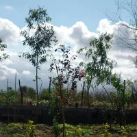 اجاره مغازه در خمام