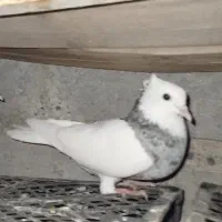 فروش کفتر پرشی وگره با جوجه ها