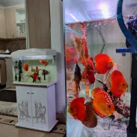 آکواریوم k580 دلسا و فیلتر سطلی uv|ماهی|تهران, وردآورد|دیوار