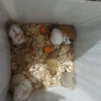 همستر و خوکچه هندی