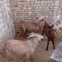 کره چپش|حیوانات مزرعه|میبد, |دیوار