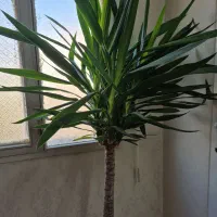 گل یوکا|گل و گیاه طبیعی|تهران, مطهری|دیوار