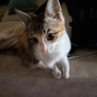 واگذاری گربه خانگی