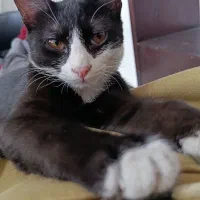 واگذاری رایگان تاکسیدو نر ۴ ماهه