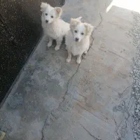 سگ پامر روباهی