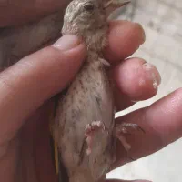 جوجه سره وسره قناری  تولکی وجوجه|پرنده|ری, سیزده آبان|دیوار
