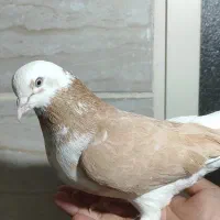 کبوتر شازده زرد