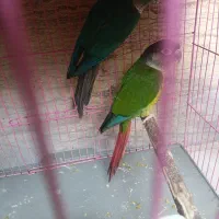 طوطی گرینچک دستی سخنگو