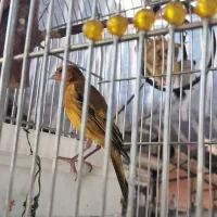 سیره قناری سرخ ۲ساله