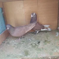 کفترانگلیسی اصل وتهرانی|پرنده|ملارد, |دیوار