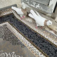 طوقی زرد نر و ماده