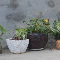 گلدان سفالی و گل طبیعی|گل و گیاه طبیعی|شوشتر, |دیوار