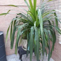 گل زینتی سایز بزرگ