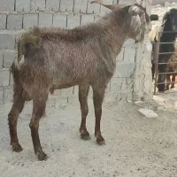 پازن جوون|حیوانات مزرعه|بهبهان, |دیوار