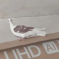 5عدد کفتر سالم