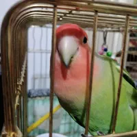 طوطی(کوتوله )