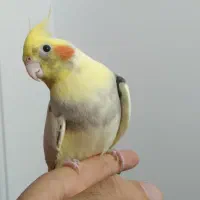 طوطی عروس هلندی های رام و چلوندنی وسخنگو رنگ مختلف|پرنده|قائم‌شهر, |دیوار