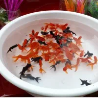 ماهی قرمز|ماهی|اردبیل, |دیوار