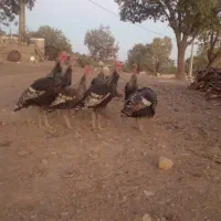 فروش هشت عدد بوقلمون بزرگ و سالم و تمیز|حیوانات مزرعه|دهدشت, |دیوار