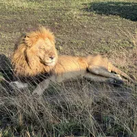 تور ویژه بهمن و عید نوروز کنیا در آفریقا|تور و چارتر|رشت, تازه آباد|دیوار