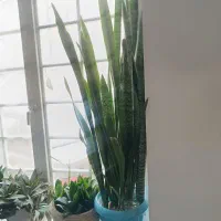 گل سانسوریا یک و نیم متری