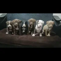 توله پیت بول اصیل|سگ|تهران, خانیآباد|دیوار