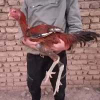 خروس لاری اصیل