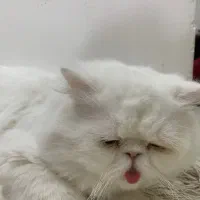 واگذاری گربه پرشین سفید|گربه|بندرعباس, |دیوار