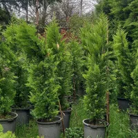 فروش و خرید انواع کاج و شمشاد طلای|خدمات باغبانی و درختکاری|قائمشهر, |دیوار