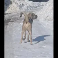 حیوانات|حیوانات|سقز, |دیوار