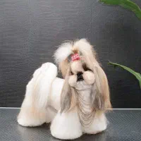 شیتزو وایت فیس|سگ|تهران, ولنجک|دیوار